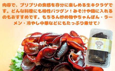 津久見産の肉厚　生きくらげ　80g×6パック（480g）|　木耳