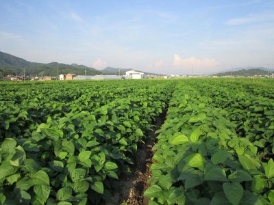 本場！丹波篠山市　黒枝豆狩り　チケット　10株　【チケットお届け 9月中旬以降】AQ08