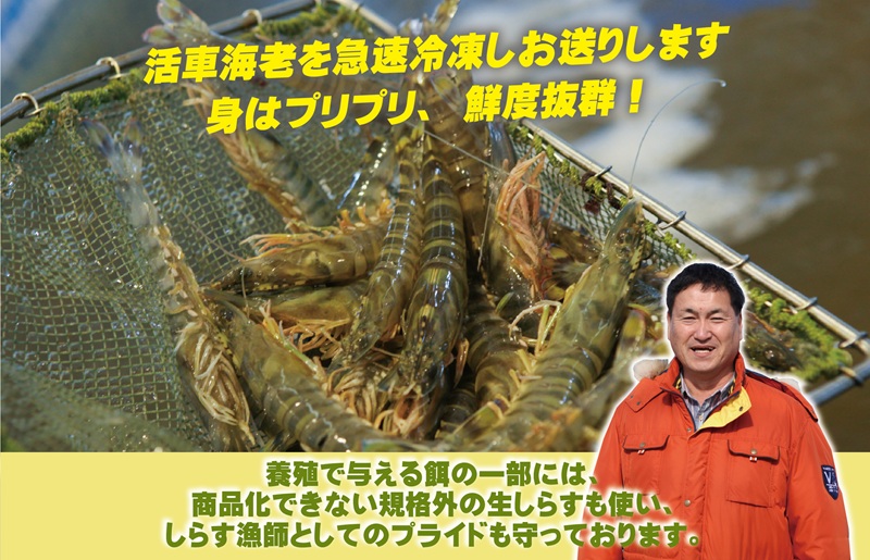 【生食可】泉州車えび 300g【先行予約】 015B391