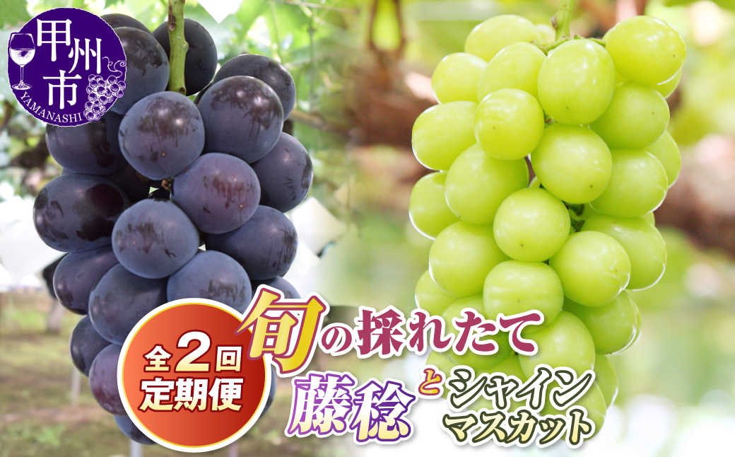 【定期便】旬の採れたて2回定期便（藤稔・シャインマスカット）【2027年発送】（HO）B19-410