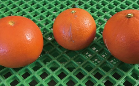 セミノール 果物 くだもの フルーツ わけあり 訳あり 家庭用 みかん 蜜柑 数量限定 ミカン 訳あり品 サイズ不揃い ご家庭用 岡農園のセミノール9.5kg【2024年3月下旬から4月下旬までに順次