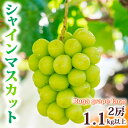 【ふるさと納税】【先行受付2025年発送】シャインマスカット2房（1.1kg以上）｜Ruga grape farm 長野県 東御市 信州