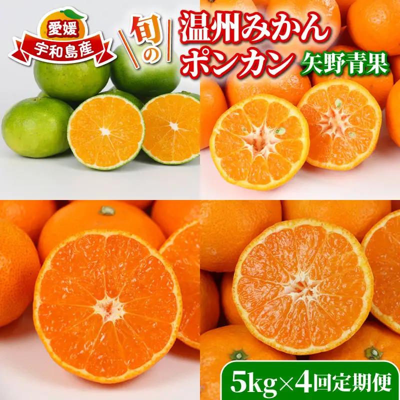 旬の 温州みかん ポンカン 5kg × 4回 定期便 矢野青果 準贈答用 極早生 宮川早生 南柑20号 ぽんかん みかん mikan 愛媛みかん 愛媛ミカン 愛媛蜜柑 果物 くだもの フルーツ 濃厚 甘い 甘味 さっぱり 酸味 蜜柑 産地直送 数量限定 国産 愛媛 宇和島 B048-171029