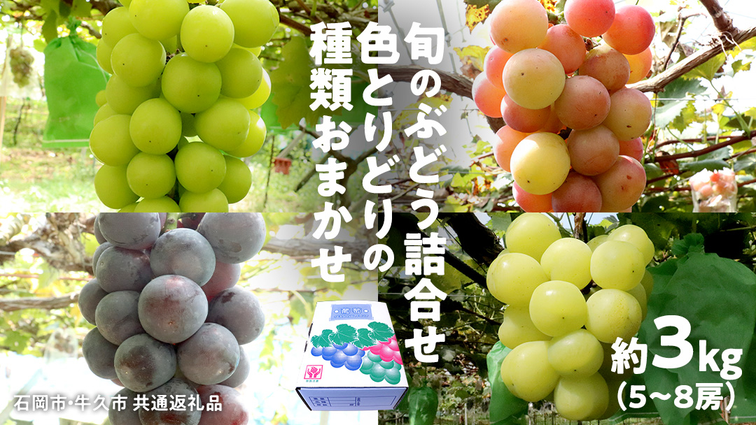 旬のぶどう詰合せ 色とりどりの種類おまかせ 約3kg(5～10房) (石岡市 共通返礼品) ぶどう シャインマスカット 巨峰 詰め合わせ 果物 フルーツ 旬 人気 産直 採れたて 新鮮 秋 国産 【 2026年9月中旬から発送開始 】