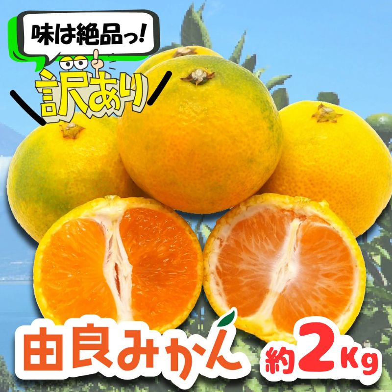 【ふるさと納税】 訳あり 由良 みかん 約2kg 果物 フルーツ 西浦 蜜柑 柑橘 オレンジ 国産