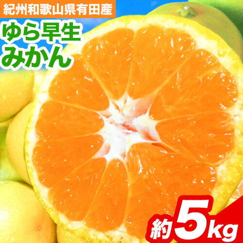 【ふるさと納税】みかん 先行予約 紀州和歌山有田産ゆら早生みかん5kg 株式会社魚鶴商店《2026年10月下旬-11月上旬頃出荷》和歌山県 日高川町 早生みかん 旬 柑橘 フルーツ 果物 ミカン 柑 産地直送 送料無料