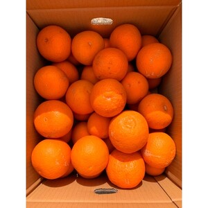 【2024年4月より発送】【ご家庭用訳アリ】紀州有田産清見オレンジ　7.5kg【日高町】【配送不可地域：離島】【1216974】