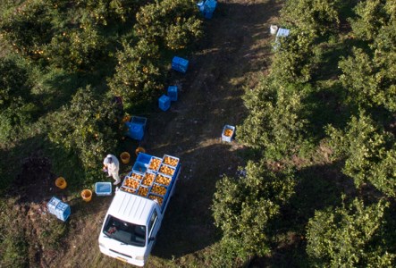 青木さんちの不知火(しらぬい)『味自慢』　※2026年3月末頃から発送　※離島不可