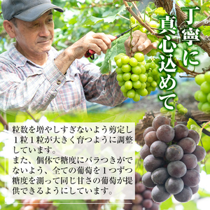 y418 ≪期間限定！先行予約受付中！2025年8月中旬以降順次発送≫ 訳あり！シャインマスカット(約1.2kg) 国産 九州産 鹿児島産 湧水町 マスカット 葡萄 ぶどう ブドウ 果物 くだもの フ