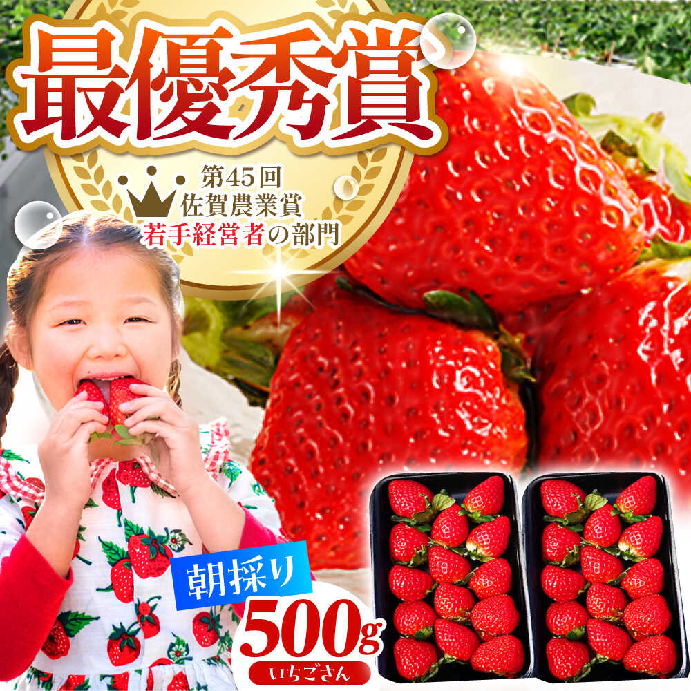 【ふるさと納税】【先行予約】【2〜4月発送】朝摘みいちご 500g ( いちごさん 250g 2パック ) 【むらおか農園】 [HAF021] / 食品 フルーツ 果物 いちご 苺 佐賀 さがほのか ブランド 送料無料