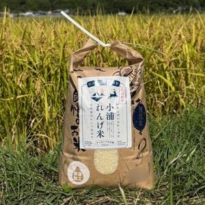 2025年(令和7年)産!日高町小浦の小浦れんげ米【玄米】10kg【1684646】