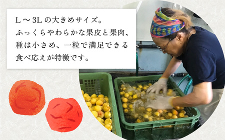 昔ながらのしそ梅干し 「藤梅」 1.8kg×1箱 [B-019002]