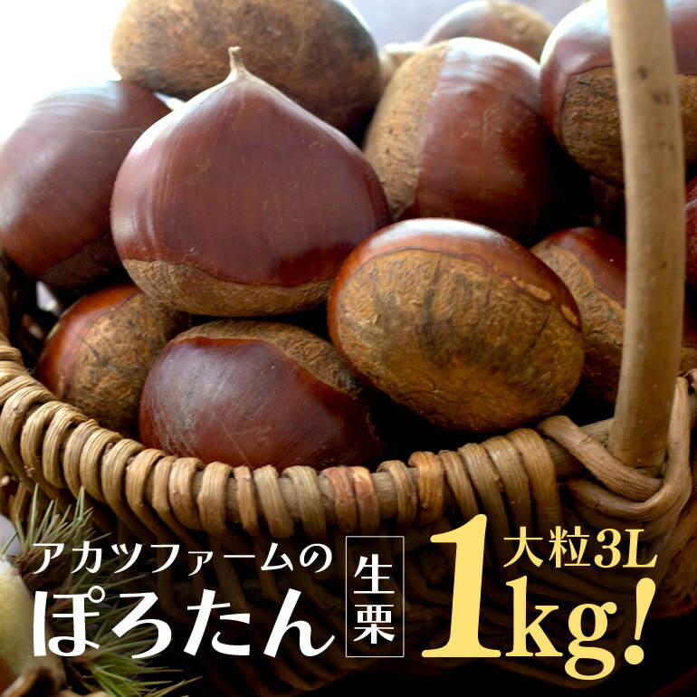 【ふるさと納税】アカツファーム の ぽろたん（ 生栗 ） 特大 3Lサイズ 1kg 栗 笠間 くり クリ 大きい 大粒 茨城 国産 国産栗 和栗 甘栗 栗ご飯 栗きんとん 栗おこわ 甘露煮 マロン 秋 旬 おやつ スイーツ きんとん 冷蔵 保存料不使用 無添加 ギフト 茨城県 笠間市 送料無料