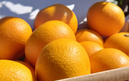 【来シーズン先行予約】完熟さつき八朔 約8kg【2026年3月下旬頃から発送予定】 / はっさく ハッサク 柑橘 由良町 果物 フルーツ くだもの 産地直送 和歌山【kzmn001】