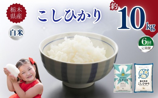 【定期便6回】栃木県産こしひかり 10kg | お米 米 こめ ご飯 美味しい ふるさと 栃木県 矢板市 【栃木県共通返礼品】 ブランド米