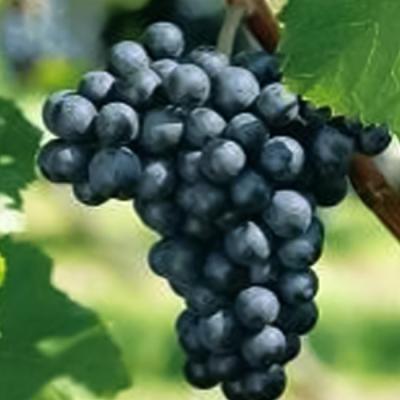 ふるさと納税 赤磐市 グランポレール 余市 ツヴァイゲルトレーベ 赤ワイン 750ml 3本 [NO5765-1109] |  | 03