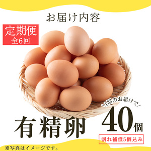 No.781 ＜定期便・全6回(連続)＞鹿児島県産有精卵(40個×6ヶ月連続) 割れ保証付 国産 九州産 鹿児島県産 たまご タマゴ 有精卵 卵 鶏卵 生卵 おかず TKG 卵かけご飯 朝食 定期便 