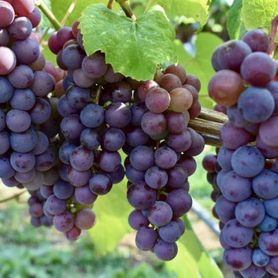 PURE ＆ ZERO 無添加スチューベンジュース〈ストレート〉