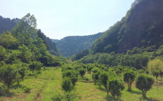 調味料【奥出雲山椒】「頼むからごはんください」ジャコのり2個・山椒オリーブオイル1本セット | ジャコ おかず ごはんのお供 贈答用 おつまみ  セット 美味しい 佃煮 のり おかず ジャコ 調味料 