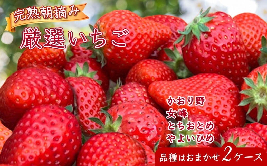 
            厳選完熟いちご 8～18粒 2ケース 朝採り とちおとめ やよいひめ かおり野 女峰 品種おまかせ 2026年1月中旬以降発送
          