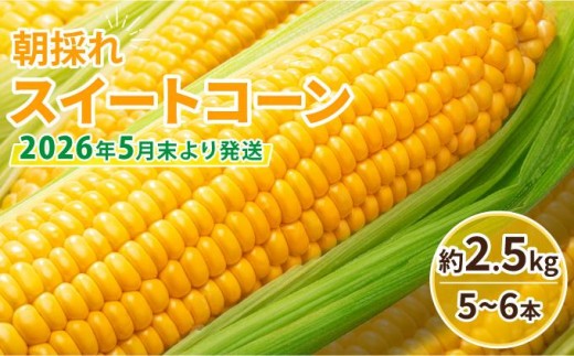 【先行予約】朝採れ スイートコーン 約2.5kg（5～6本入り）2026年5月末より発送