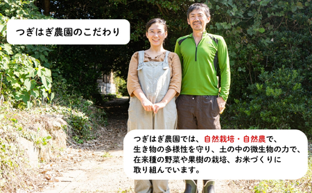 みかん 甘夏 10kg セット 『つぎはぎ農園日記』つぎはぎセット 果物 柑橘 ミカン フルーツ