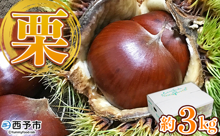 【先行予約】＜栗 約3kg（2Lまたは3Lサイズ）愛媛県西予市産＞ クリ くり 果物 フルーツ マロン モンブラン 栗ご飯 栗きんとん 栗の甘露煮 特産品 国産 秋の味覚 食べて応援 宇都宮物産 愛媛県 西予市【冷蔵】『2026年9月上旬～10月中旬迄に順次出荷予定』UUB0013