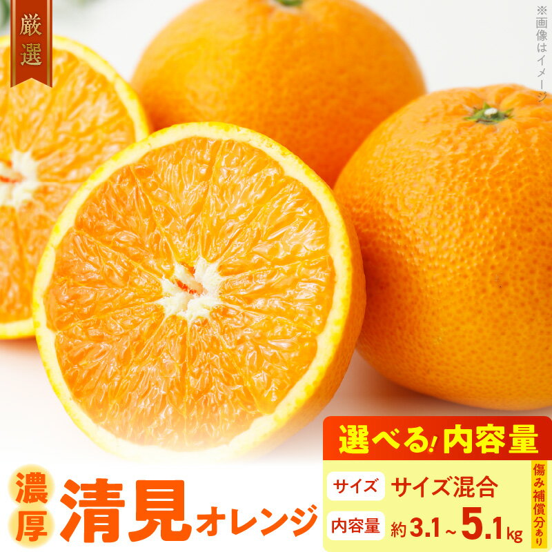 【ふるさと納税】【限定】 【2026年先行予約】厳選! 濃厚 清見オレンジ選べる内容量3.1kg～5.1kg（傷み補償分） (サイズ混合)【清見 みかん タンゴール 柑橘 フルーツ 和歌山 有田】