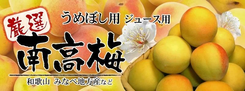 南高梅【完熟】黄色5kg ■特大サイズ  梅干用フレッシュ青梅（生梅）／紀伊国屋文左衛門本舗