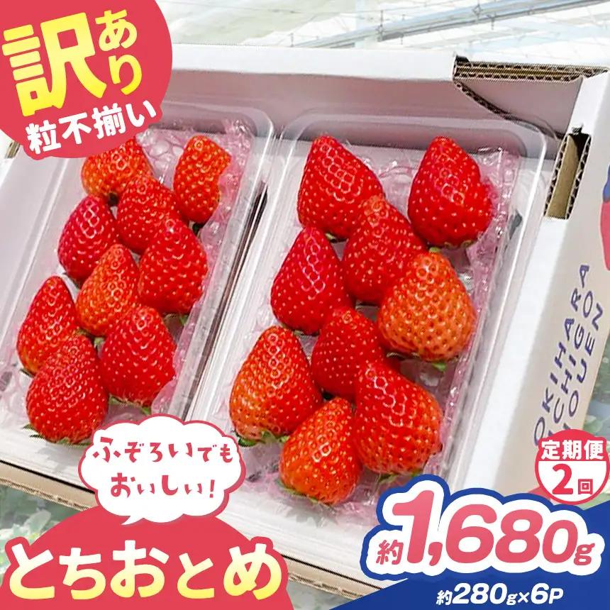 【定期便2回】訳あり 粒不揃い とちおとめ 1,680g (280g×6P)  | 栃木県 矢板市 澳原いちご農園