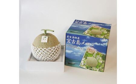 沖縄県宮古島産 春メロン【特大１玉】｜贈答用・高級・赤肉メロン（琉球マルシェ）