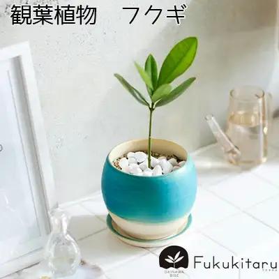 Fukukitaru-フクキタル-　観葉植物　