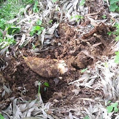 ふるさと納税 和歌山市 和歌山産 朝堀り 筍 4kg (ぬか付き) |  | 02