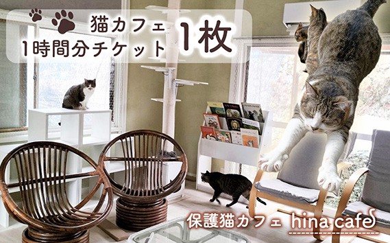 
            猫ルーム1時間利用チケット1枚 ／ hinacafe 猫カフェ 保護猫 遊び 触れ合い 写真撮影 まったり 癒し 山口県 No.200
          