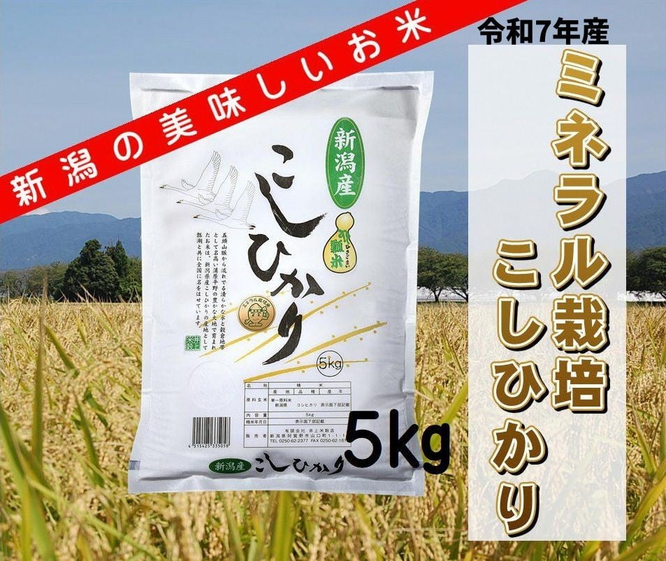 
                  【令和7年産】ミネラル栽培こしひかり 5kg 白米 精米 井上米穀店 新潟県 米 こめ コメ 1I01016
                