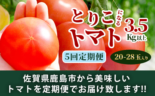 【先行予約】たにぐちファーム とりこになるトマト 【3.5kg以上×5回定期便】【2025年12月から出荷】 Ricotomato とりこになるトマト D-161
