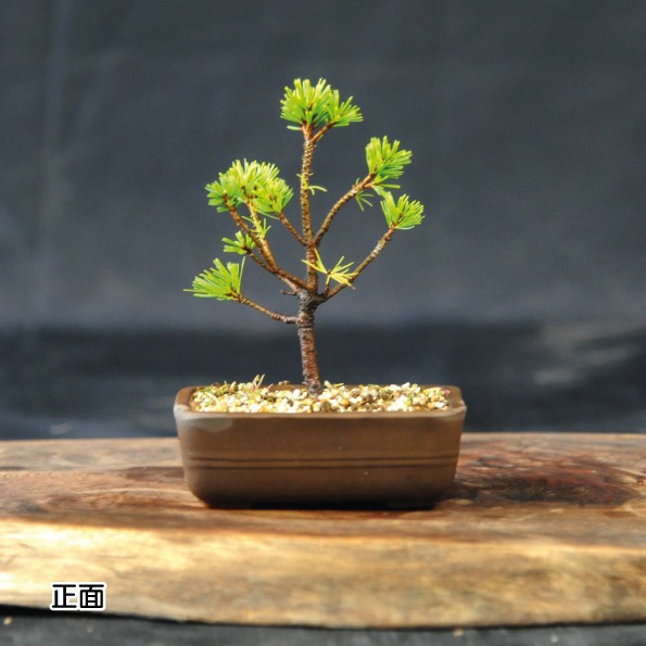 
            赤石の泉 赤石五葉松（鉢植え） F-138
          