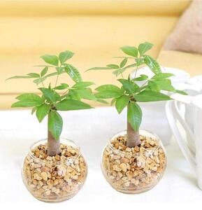 【観葉植物】土を使わないで清潔なミニ観葉植物 ゼオライト植え・ガラス鉢 丸形 2鉢セット（パキラ）｜観葉植物 インテリア 部屋 おしゃれ 福岡県筑前町 送料無料