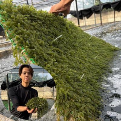 ふるさと納税 伊平屋村 ぷちぷち濃厚 伊平屋の「生」海ぶどう 100g×2パック |  | 01