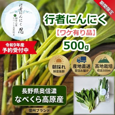 ふるさと納税 飯山市 【令和9年産先行予約】＼訳あり/行者にんにく 忍 500g入り 1箱(70枚〜75枚)