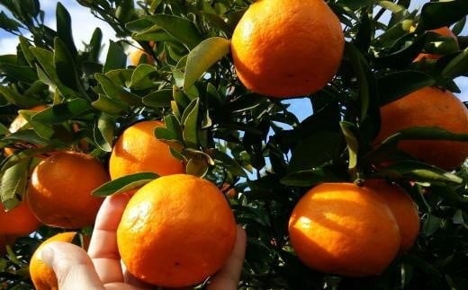 
            【厳選・濃厚】和歌山県産のはるみ約5kg(サイズおまかせ) 【2026年1月中旬～2026年2月中旬頃より順次発送】【和歌山県かつらぎ町産】
          