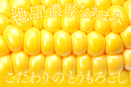 B-1008 ［秋作］朝採れとうもろこし　15本