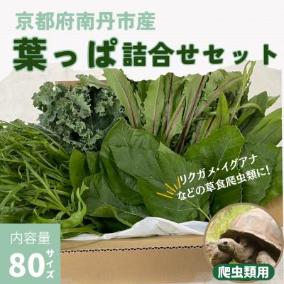 ふるさと納税 南丹市 爬虫類用 季節の葉っぱ詰め合わせ 80サイズ