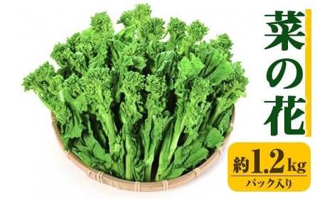 ＜先行予約！2026年12月中旬以降順次発送予定＞菜の花(約1.2kg/パック入り) 国産 野菜 菜の花 【man355】【Aglio nero】