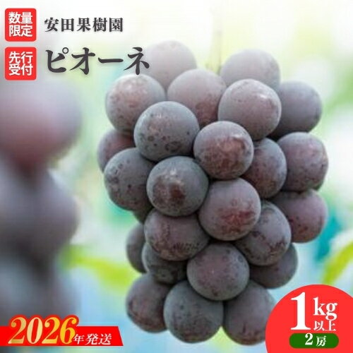【ふるさと納税】No.2610ぶどう　ピオーネ約1kg以上【2026年発送 先行予約】