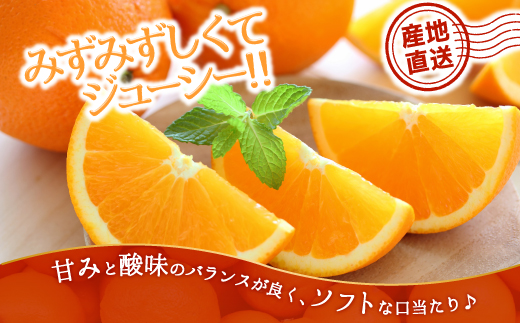 AA077.ネーブル（3kg程度）／2026年12月～2027年1月配送