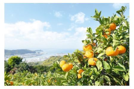 【大粒･2L】有田みかん「未来への虹」（約9kg）(B240-2)