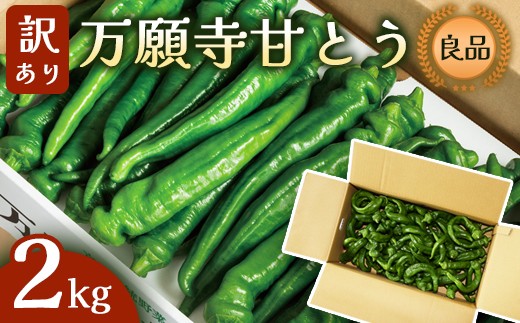 
                  【訳あり】 万願寺甘とう 良品 2kg（形・長さ不揃い） / 野菜 詰め合わせ お土産 綾部市 / 京都丹の国農業協同組合［BSEJ007］
                