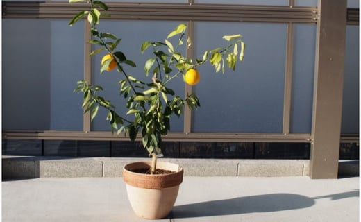 
苗木 レモンの木鉢植え 大きめサイズ テラコッタ鉢 配送不可 北海道 沖縄 離島
