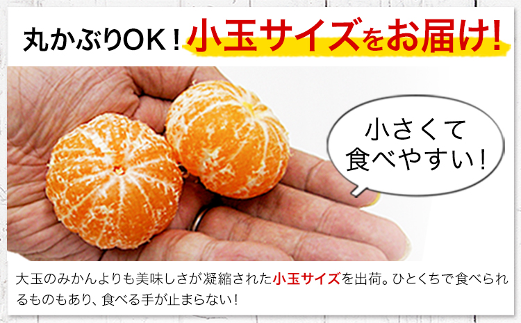 【2ヶ月定期便】訳あり みかん 小玉みかん くまもと小玉みかん 定期便 10kg (10kg×1箱)   秋 旬 不揃い 傷 ご家庭用 SDGs 小玉 たっぷり 熊本県 産 S-3Sサイズ フルーツ 
